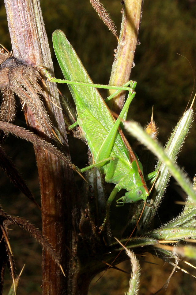 Orthoptera da determinare-2 ??